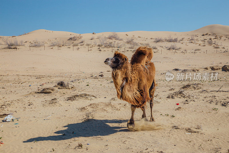 哈萨克斯坦沙漠中奔跑的驯养棕色双峰驼