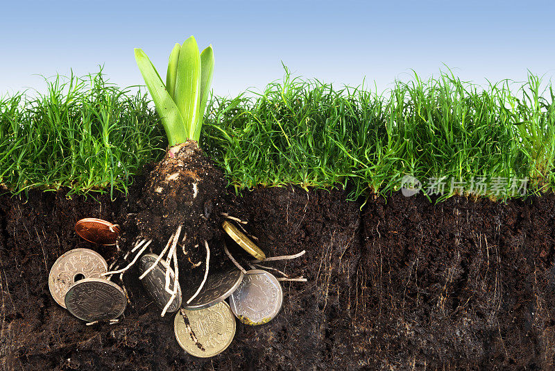 花球茎与根在硬币中生长在绿草如茵的草坪上，用泥土背靠蓝天，理念投资环保或成功与有机农业，复制空间