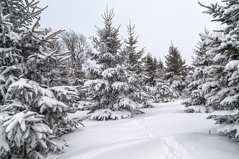 雪云杉林