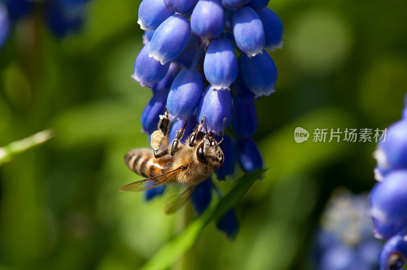 蜜蜂采集花蜜