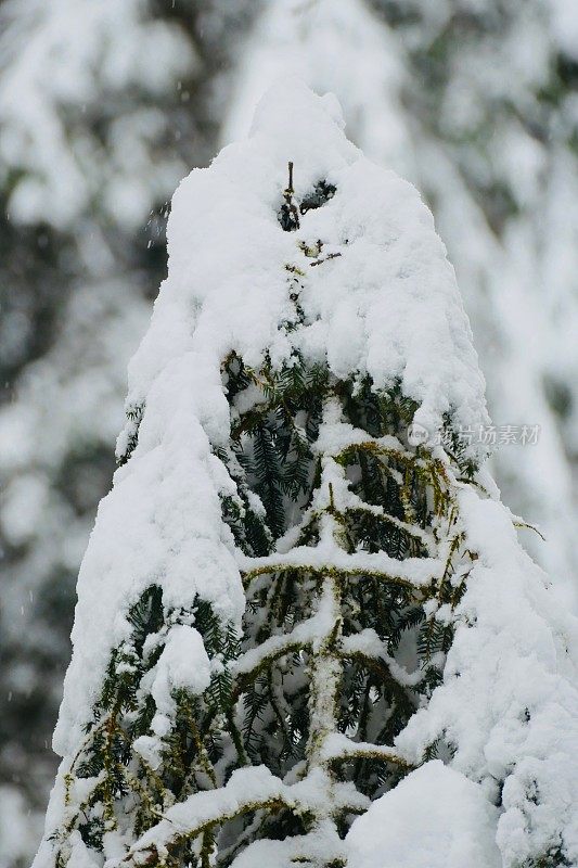 在欧洲阿尔卑斯山脉，冰雪覆盖的冬季景观和森林