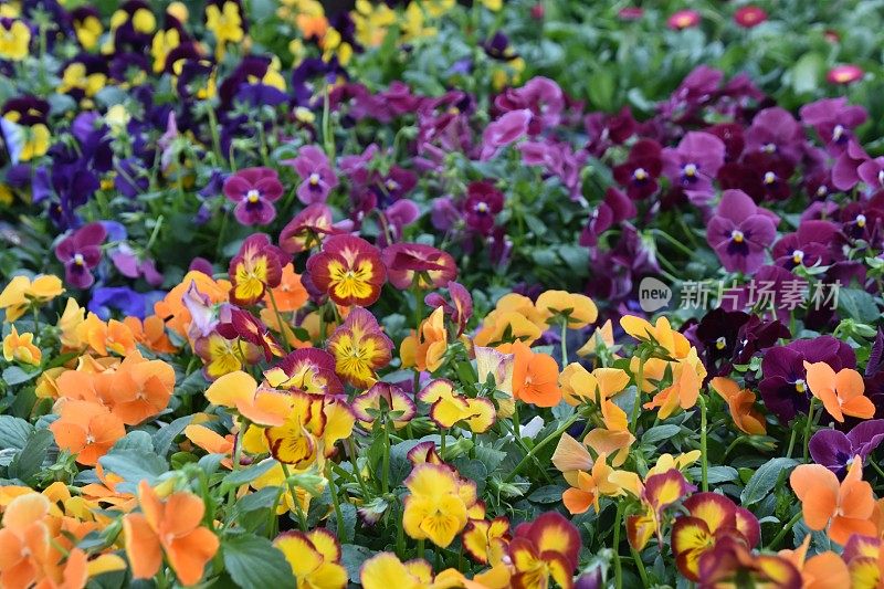 苗圃里五颜六色的花