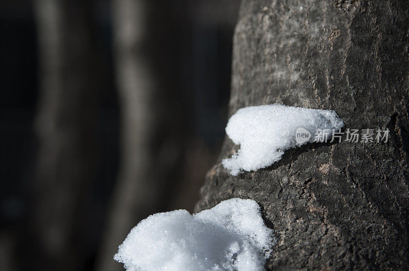 雪球在树上的特写镜头