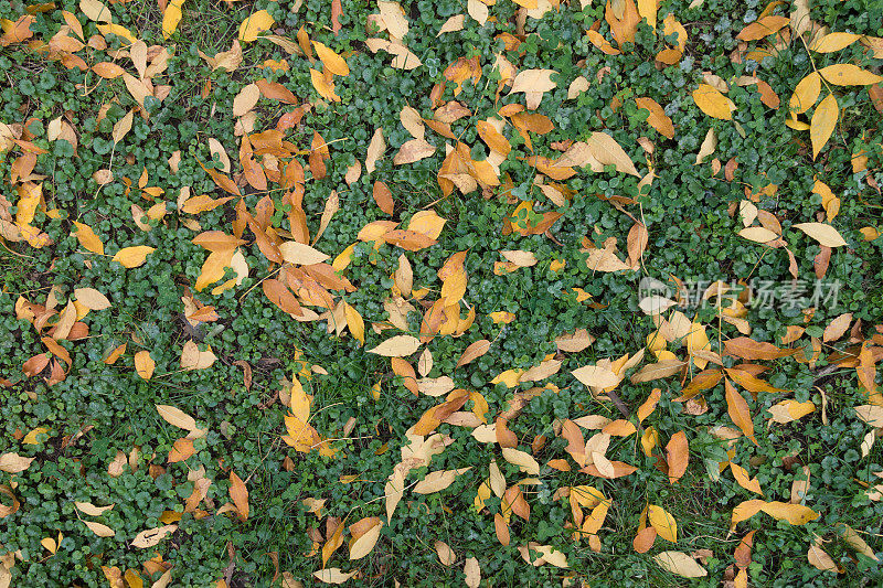从上面看，红白蜡树的褐色落叶和花葶的绿色叶子