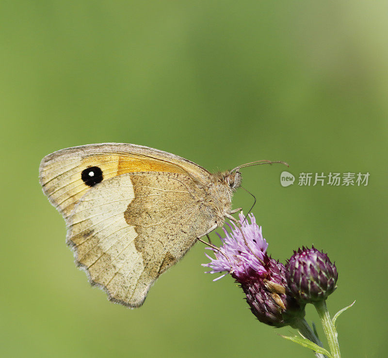 草甸褐蝶(朱鹮)雌性