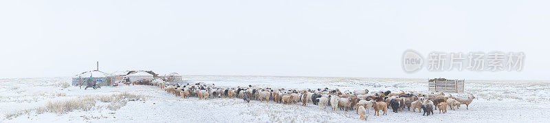 雪原上的一群食草动物