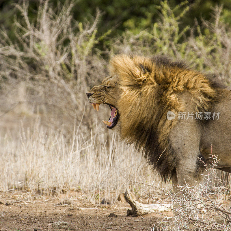 在南非克鲁格国家公园里咆哮的野生雄狮