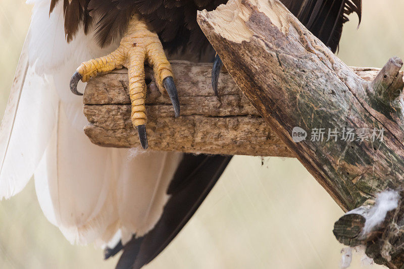 秃鹰猛禽爪，美国的象征