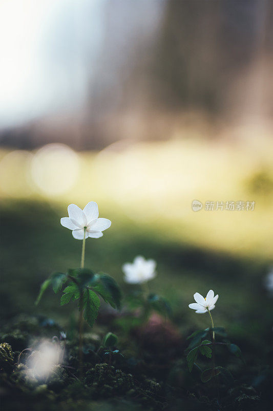 春天的花朵