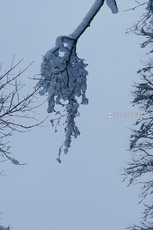 在欧洲阿尔卑斯山脉，冰雪覆盖的冬季景观和森林