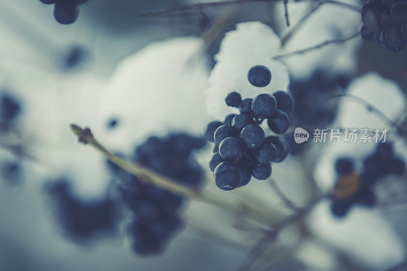 冬天的一天，覆盖着黑色浆果的灌木树枝。健美的形象