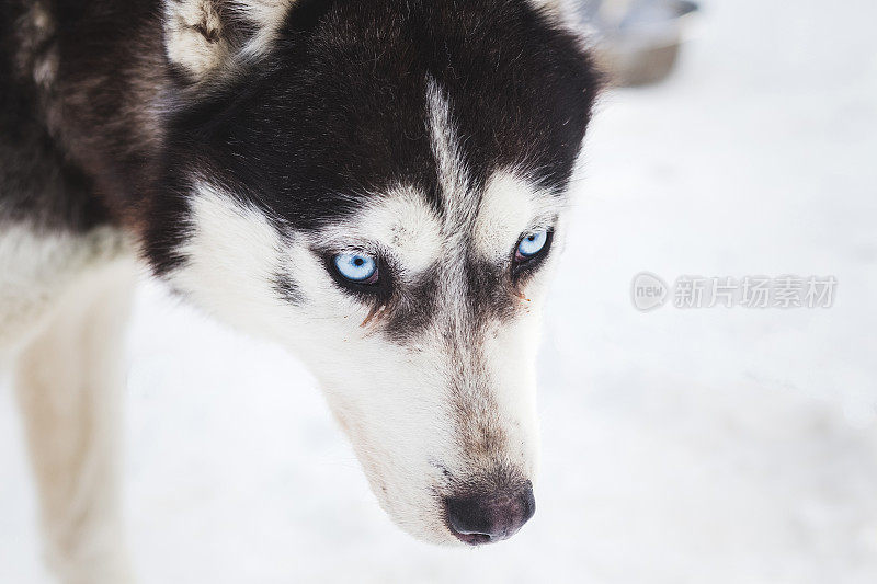 蓝眼睛西伯利亚哈士奇冬季肖像