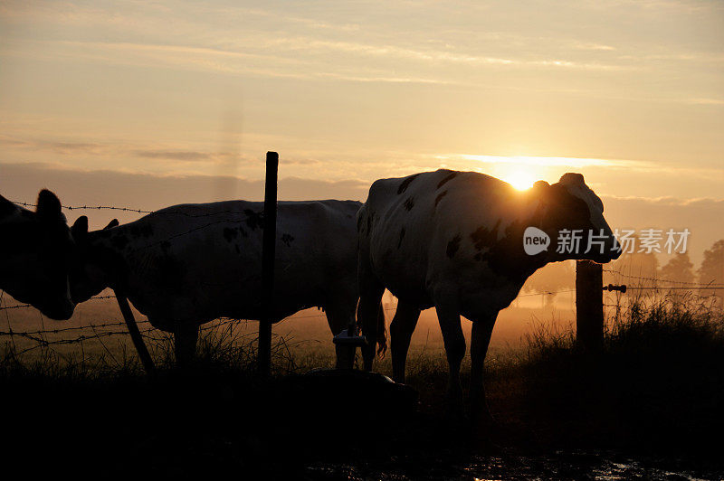 牛在黎明