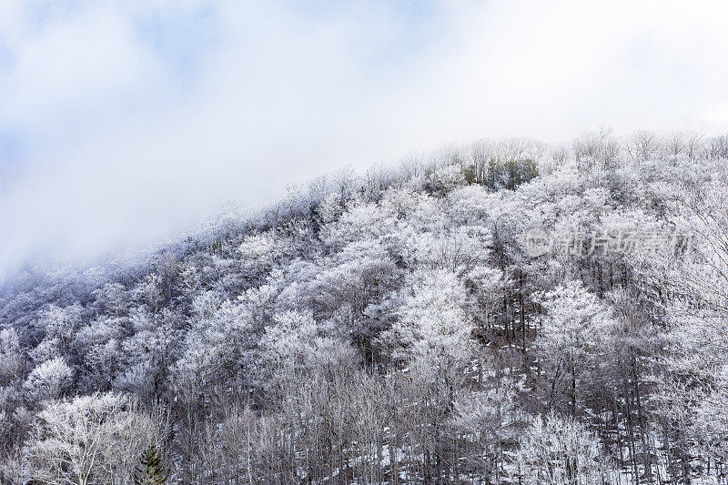 有一大片树木的雪山。