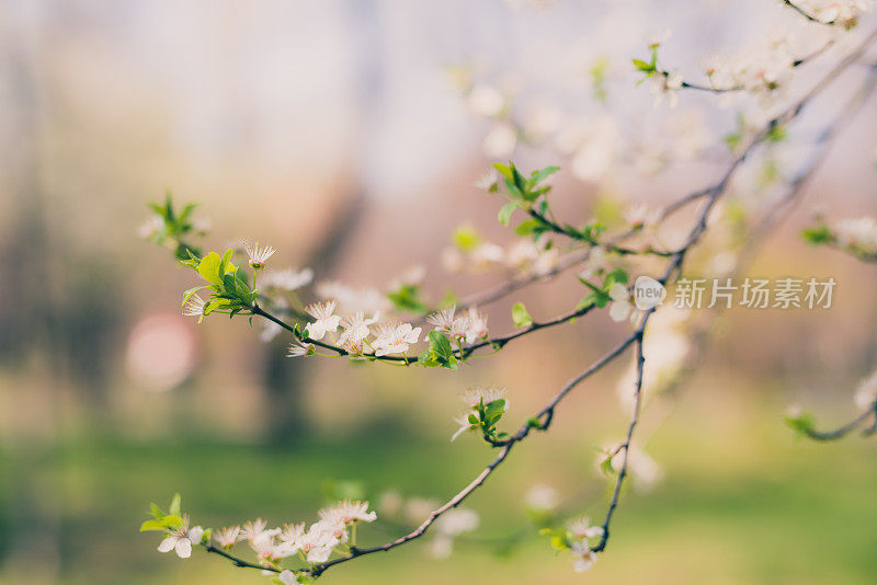 樱花的花