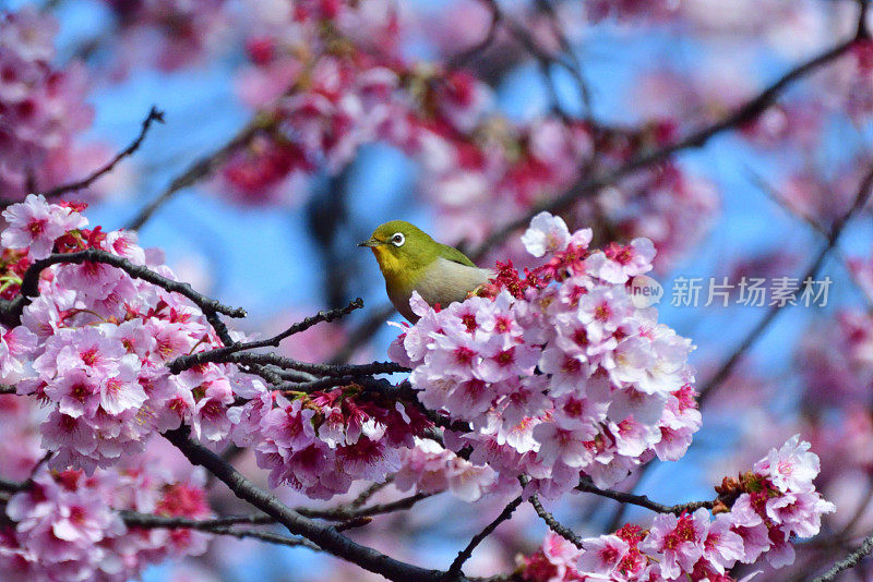 樱花和日本白眼