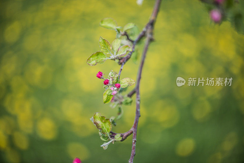 苹果花味蕾