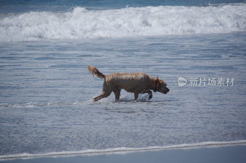 沙滩上的走狗