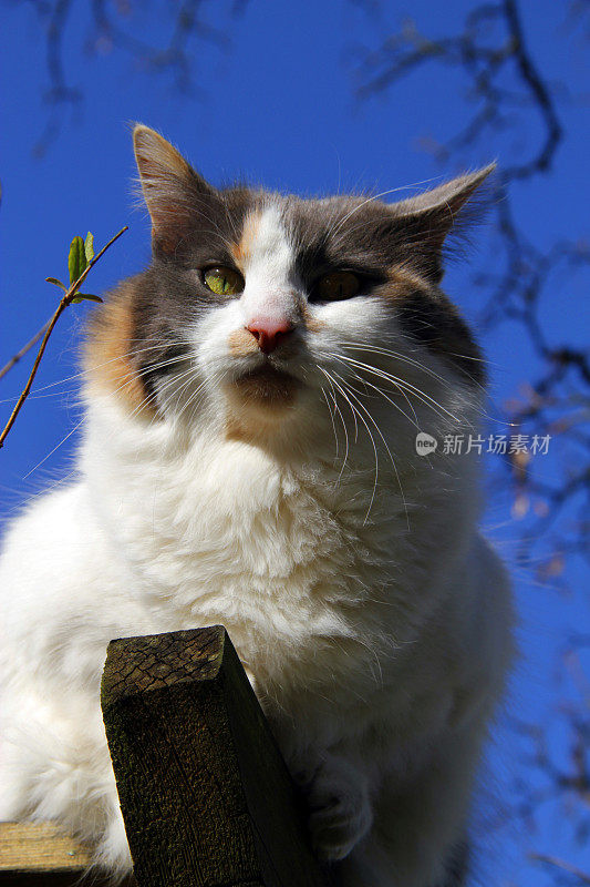 屋顶上的猫