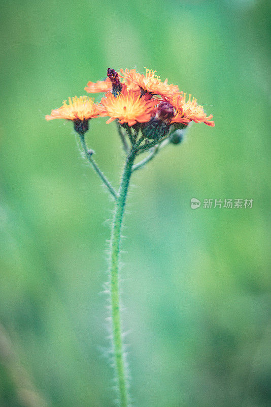 橙子花蕾