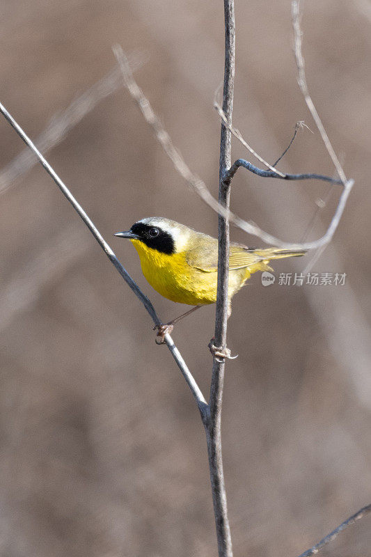 男性常见Yellowthroat