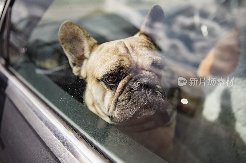 法国斗牛犬向车窗外看