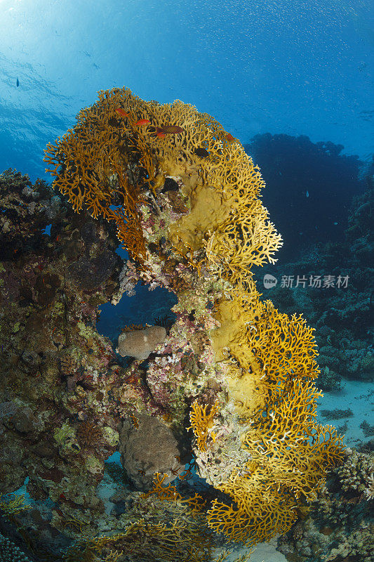 珊瑚礁红海自然和野生动物水下海洋生物水肺潜水员视角水下照片