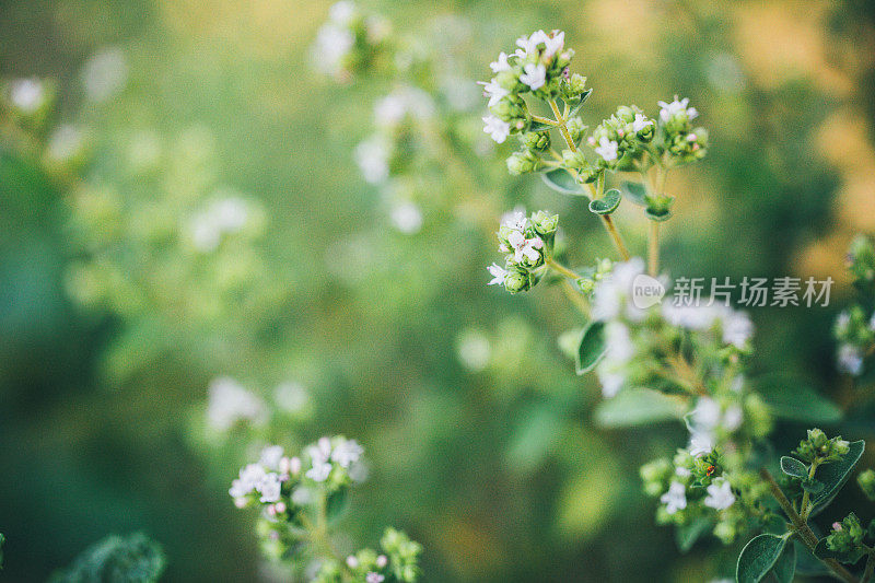 夏天开花的牛至