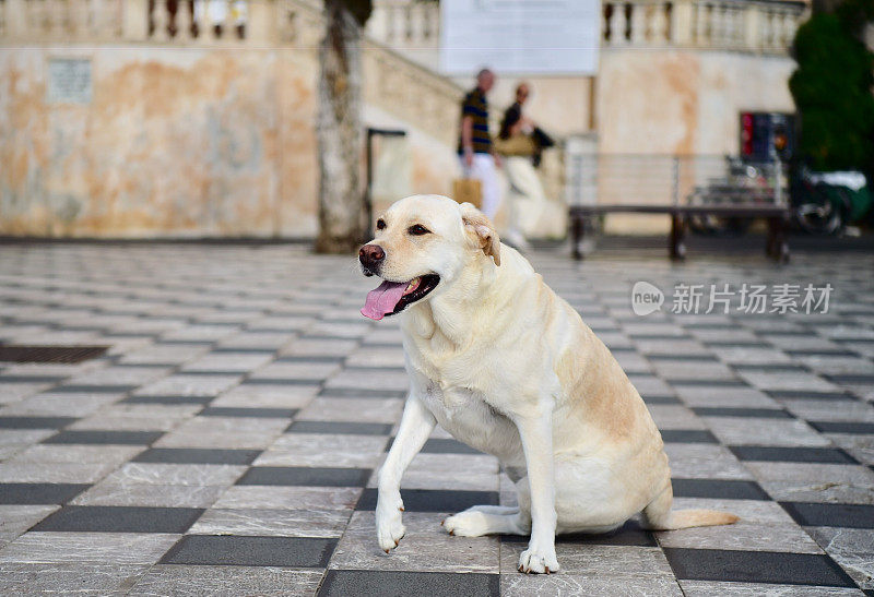 西西里的拉布拉多寻回犬