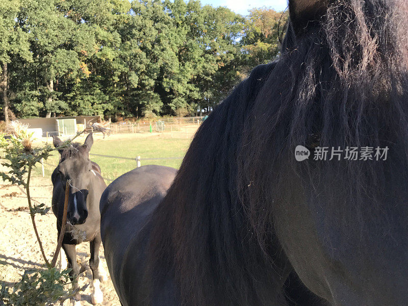 黑白花奶牛马