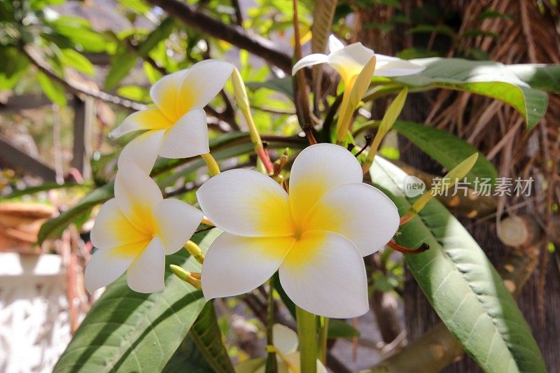 特内里费岛的鸡蛋花