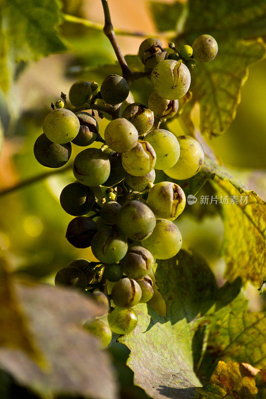 英国花园里自家种植的一串葡萄
