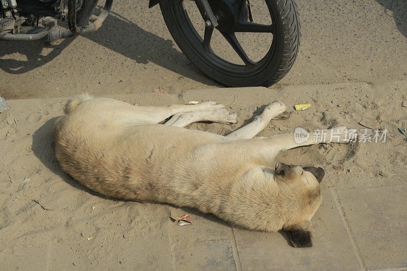 可怜的流浪狗在印度街头晒日光浴，无家可归的杂种狗在摩托车旁睡觉