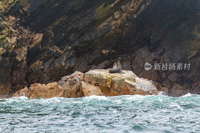 秘鲁帕拉卡斯巴莱斯塔斯群岛的海狮