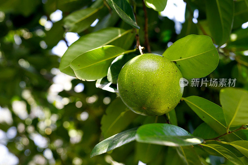 黑色的美果榄水果