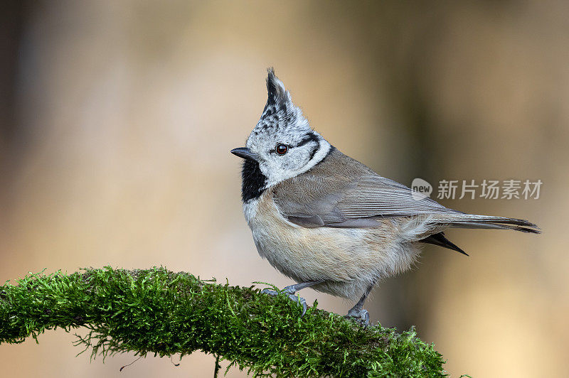 栖息在树枝上的欧洲冠山雀