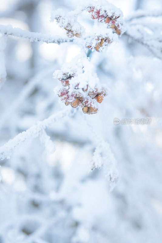 被雪覆盖的欧洲纺锤体(欧卫矛)