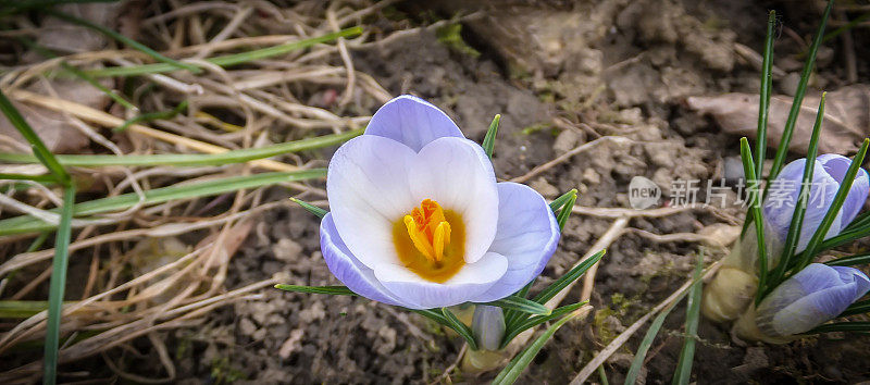 俯视图在一个非常温和的蓝色春天藏红花蓝色珍珠和两个芽在右边的一个天然的棕色背景的老草。有选择性的重点