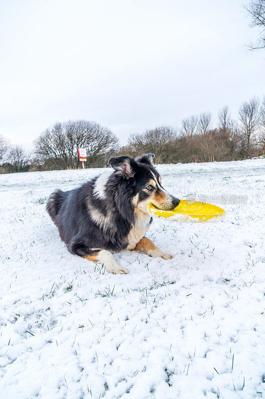 雪中的博德牧羊犬