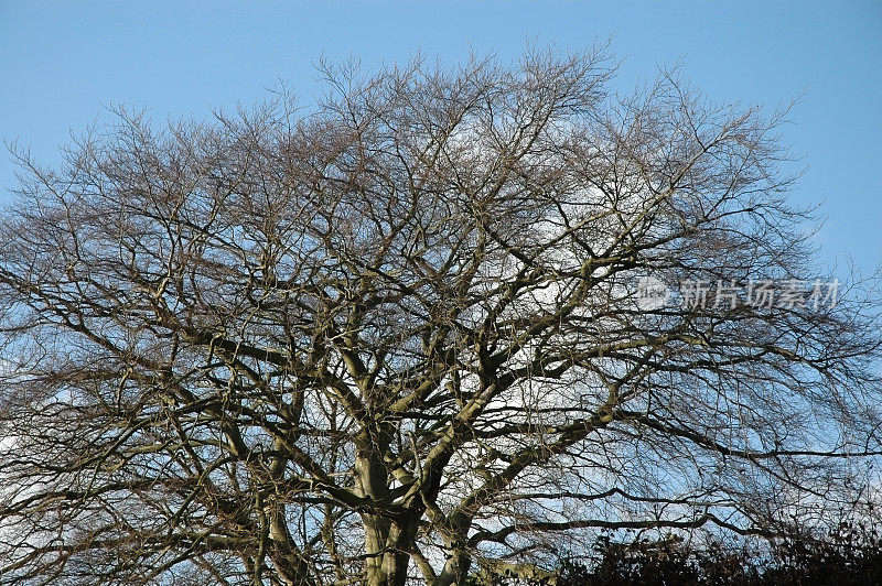 光秃秃的树枝映衬着冬天淡蓝色的天空。