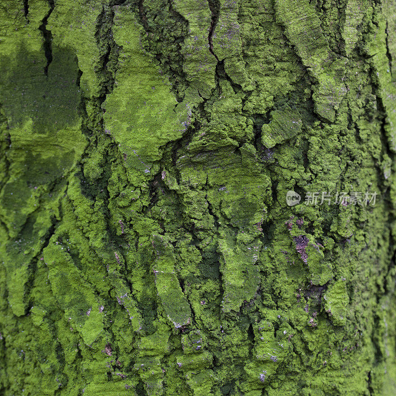 绿色苔藓树皮在一个方形