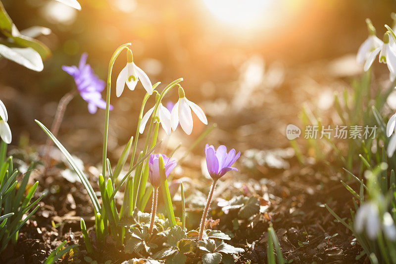 雪花莲和地叶在早春开花