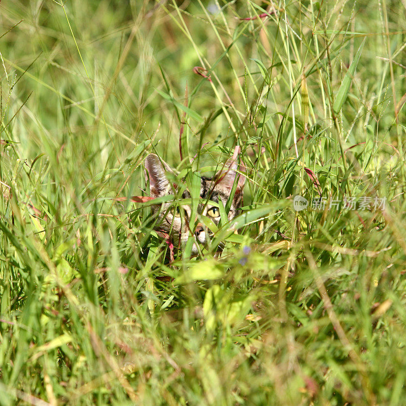 猫躲在草丛里