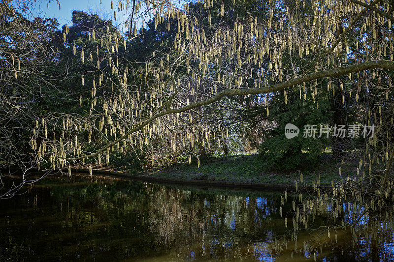 公园里的一棵桤木