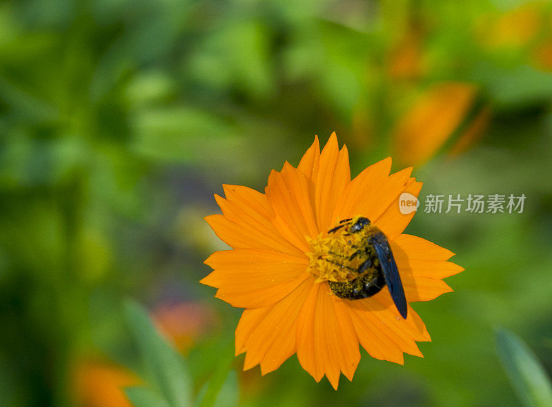 泰国蜜蜂在橙色万寿菊上