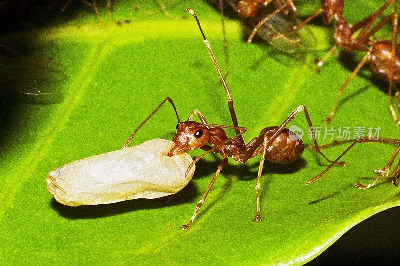 蚂蚁窝中封闭的蚂蚁-动物行为。