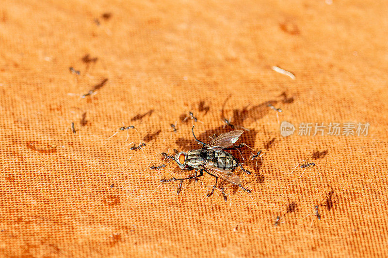 死家蝇被蚂蚁带到它们的巢穴