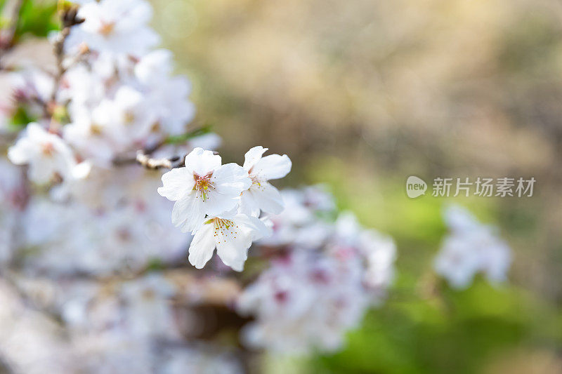 日本的樱花