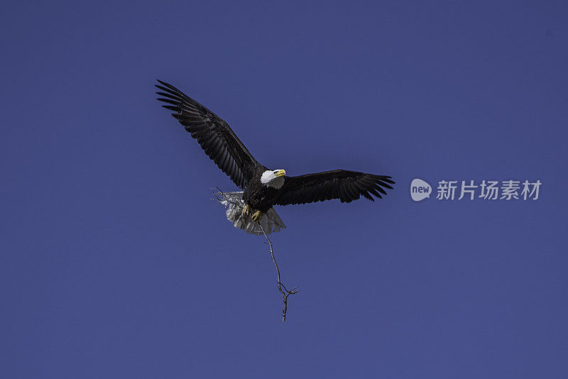 飞行中的秃鹰带着树枝回巢