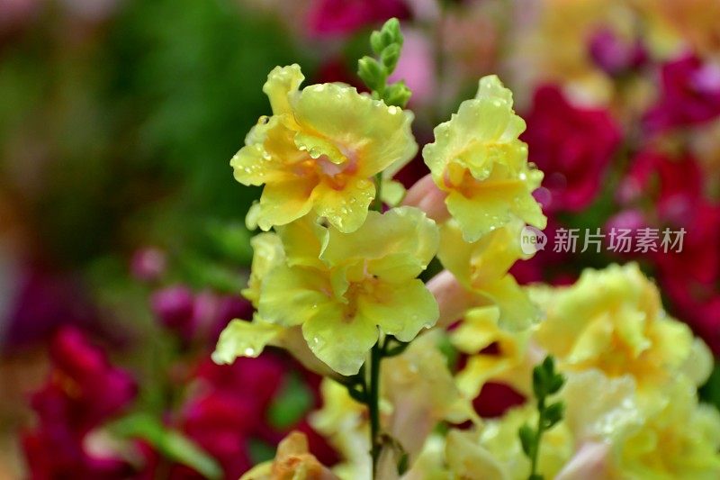 Snapdragon小老头